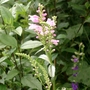 Physostegia virginiana (Obedient plant)