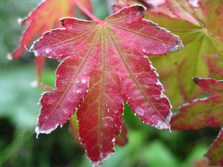 burnt acer
