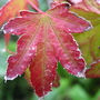 burnt acer