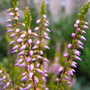 heather