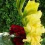 Yellow Glad and red rose nestling together. (Gladiolus grandiflorus)