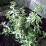 Euonymus fortunei (Euonymus)