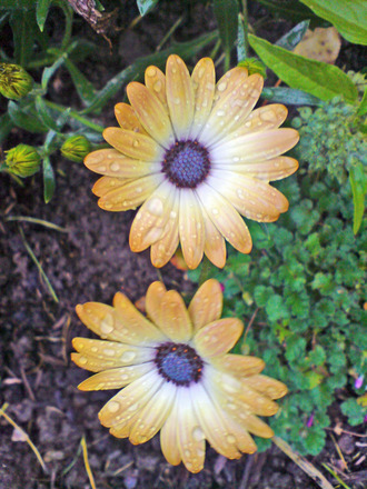cape daisy (Osteospermum jucundum)