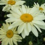 Leucanthemum 'Broadway Lights' (Leucanthemum 'Broadway Lights')