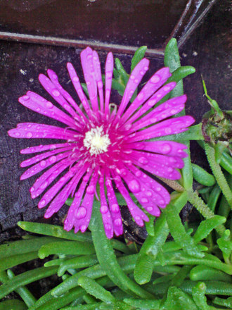 pink ice plant (Delosperma cooperi)