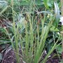 Carex brunnea 'Vanilla' (Carex brunnea 'Vanilla)