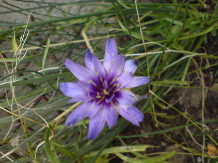 cupids dart (Catananche caerulea)