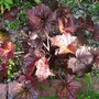 Heuchera cylindrica