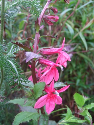 Lobelia 'Fan Rose' (Lobelia 'Fan Rose')