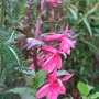 Lobelia 'Fan Rose' (Lobelia 'Fan Rose')