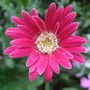 Gerbera