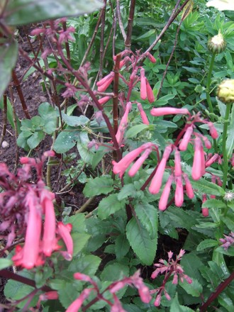 Phygelius 'Funfair Coral' (Phygelius)