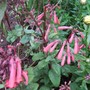 Phygelius__funfair_coral_