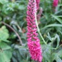Veronica 'Rotfuchs' (Veronica 'Rotfuchs')