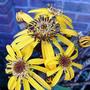Ligularia (Ligularia)