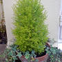 dwarf conifers (cupressocyparis)