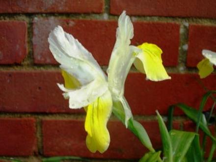iris bucharica (Iris bucharica (Iris))