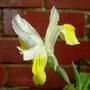 Iris bucharica