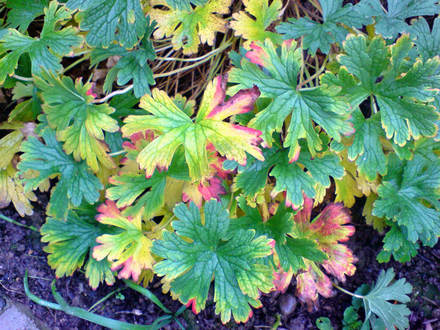 hardy geraninum (Geranium pratense)
