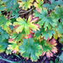 Geranium pratense