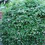 Jasminum officinale  (Jasminum officinale (Common jasmine))
