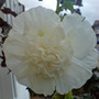 double white hollyhock (Alcea rosea)