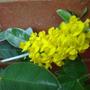 cytisus battandieri (cytisus battandieri)