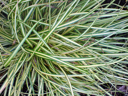 Carex morrowii (Carex morrowii)