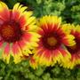 Indian Blanket  (Gaillardia aristata)