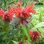 Monarda didyma