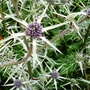 Eryngium planum (Eryngium planum)
