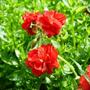 Helianthemum nummularium