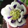 Aquilegia (Aquilegia)
