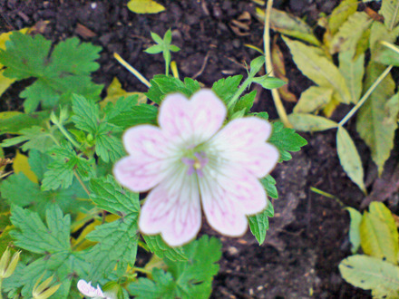 DSC00063_edited.jpg (geranium versicolour)