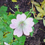 Dsc00063_edited