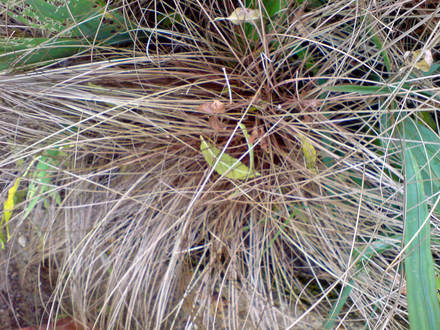 ornimental grass (Carex 'Comans Bronze')