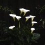 Zantedeschia aethiopica