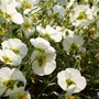 Helianthemum