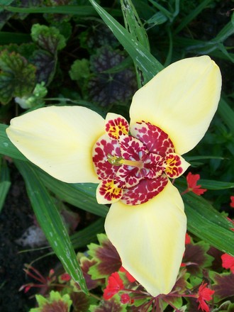 ooooohhhh look i have a yellow one! (tigridia canariensis)