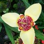 ooooohhhh look i have a yellow one! (tigridia canariensis)