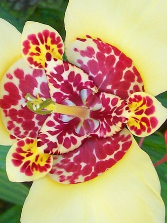 Close up of yellow one! (tigridia canariensis)