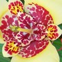 Close up of yellow one! (tigridia canariensis)