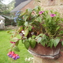 Trailing Fuchsia 'Blue Eyes' 08.08 (Fuchsia)