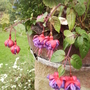 Trailing Fuchsia 'Blue Eyes' 08.08 (Fuchsia)