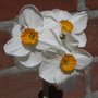 narcissus (narcissus)