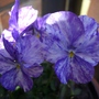 Viola  (Viola)