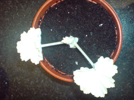 freak of nature? (geranium)