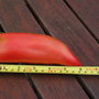 Opalka Tomato