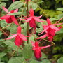Hardy Fuchsia