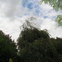 Weeping Birch